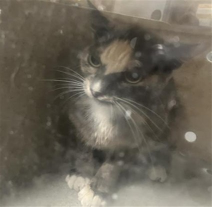 Shelter Stray Female Cat last seen , 11361 W Pico Blvd, Los Angeles, CA 90064, USA
