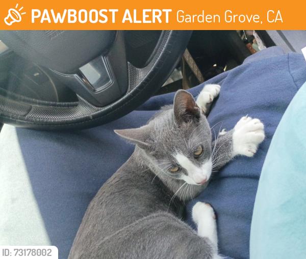 Found/Stray Female Cat last seen Near Chapman Ave, Garden Grove, CA 92841, Garden Grove, CA 92841