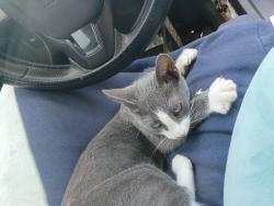 Found/Stray Female Cat last seen Near Chapman Ave, Garden Grove, CA 92841, Garden Grove, CA 92841