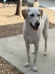 Reunited Male Dog last seen Buckwood Ct and Pepperwood, Victorville, CA 92392