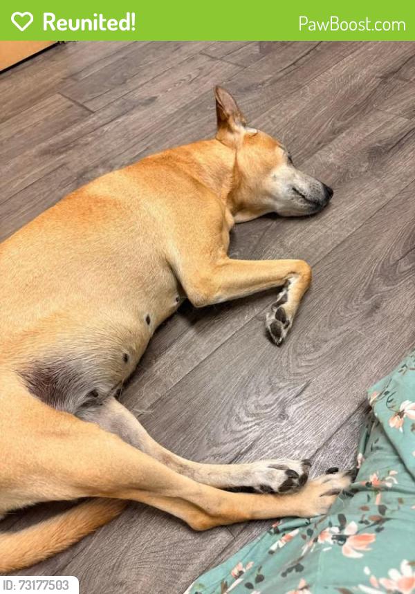 Reunited Female Dog last seen Lora and Wedgewood, Los Gatos, Los Gatos, CA 95032