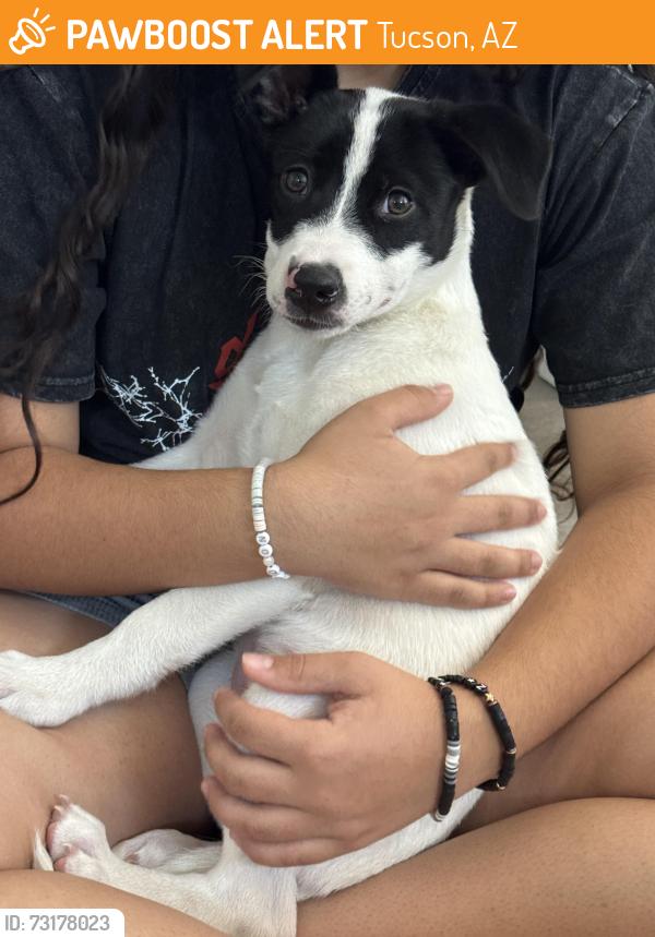 Found/Stray Female Dog last seen Speedway/Main, Tucson, AZ 85705