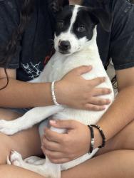 Found/Stray Female Dog last seen Speedway/Main, Tucson, AZ 85705