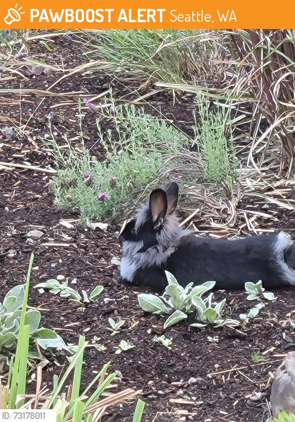 Found/Stray Unknown Rabbit last seen North 127th and Palatine Ave North, Seattle, WA 98133