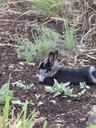 Found/Stray Unknown Rabbit last seen North 127th and Palatine Ave North, Seattle, WA 98133