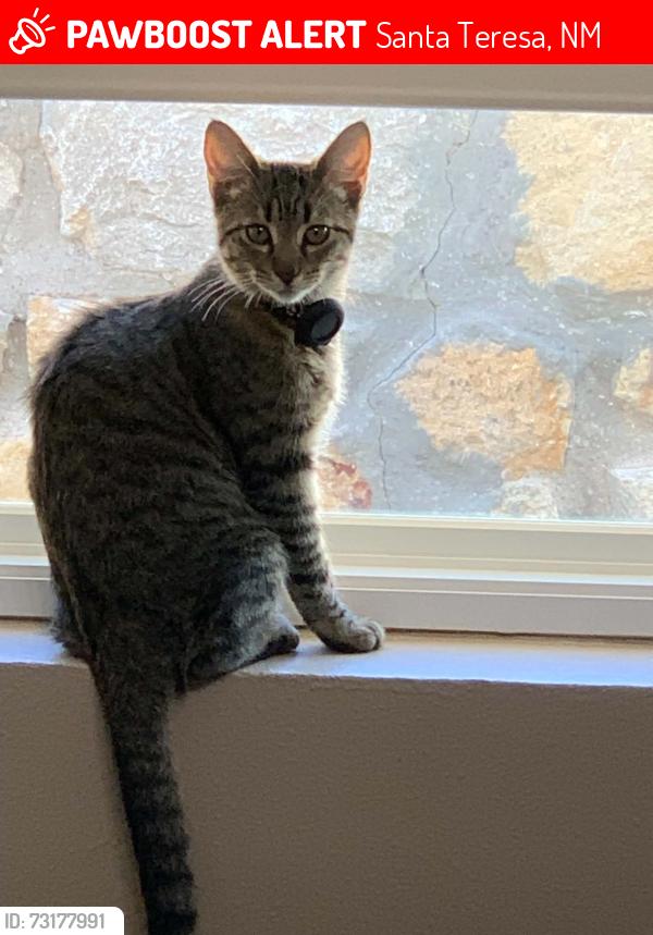 Lost Female Cat last seen Mason Farms & Desert Lilly Ct, Santa Teresa, NM 88008