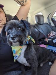Lost Male Dog last seen 1st and e jacinto st, Tucson, AZ 85705