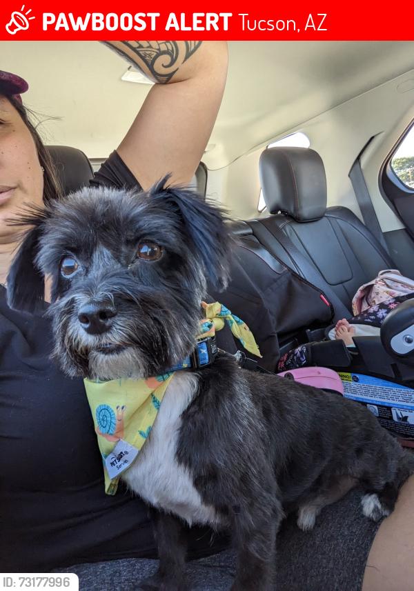 Lost Male Dog last seen 1st and e jacinto st, Tucson, AZ 85705