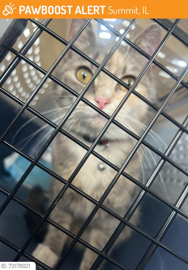 Found/Stray Unknown Cat last seen 60th S Harlem summit, Summit, IL 60501