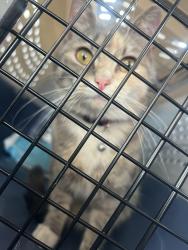 Found/Stray Unknown Cat last seen 60th S Harlem summit, Summit, IL 60501