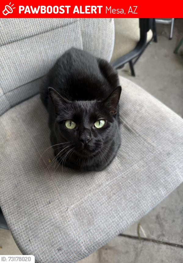 Lost Female Cat last seen University and Gilbert, Mesa, AZ 85203
