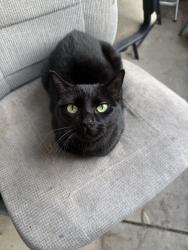 Lost Female Cat last seen University and Gilbert, Mesa, AZ 85203