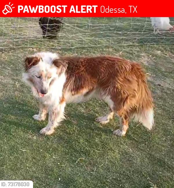 Lost Male Dog last seen East loop 338, Odessa, TX 79766