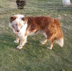 Lost Male Dog last seen East loop 338, Odessa, TX 79766