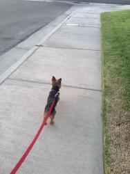 Reunited Male Dog last seen Armstrong Dr, Palmdale, CA 93552, USA, Palmdale, CA 93552