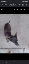 Reunited Female Dog last seen El segundo blvd/ Avalone, Los Angeles, CA 90061