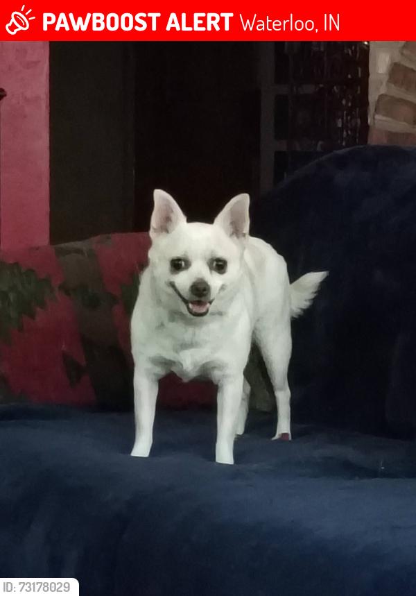 Lost Female Dog last seen CR 31 CR 22, Waterloo, IN 46793