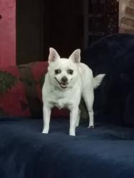 Lost Female Dog last seen CR 31 CR 22, Waterloo, IN 46793