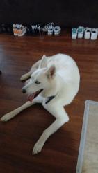Reunited Male Dog last seen Applebees, Knoxville, TN 37923