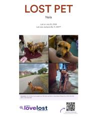 Lost Female Dog last seen Near university club blvd, Jacksonville, FL 32277