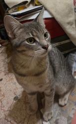 Lost Male Cat last seen Alexis and lewis area, Toledo, OH 43613