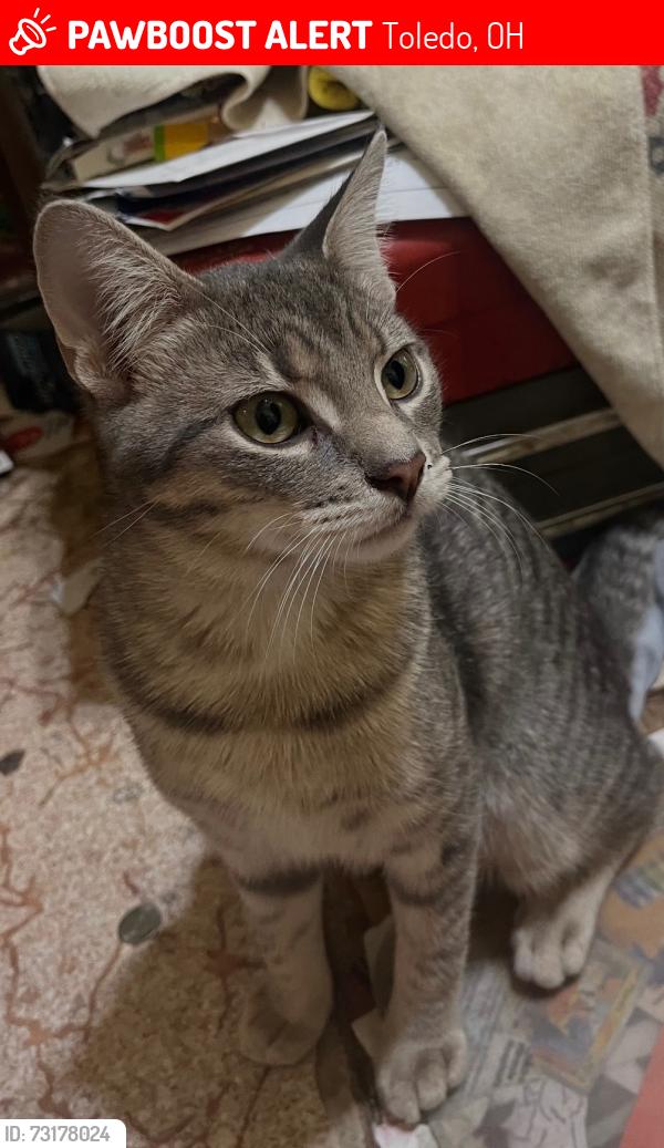 Lost Male Cat last seen Alexis and lewis area, Toledo, OH 43613