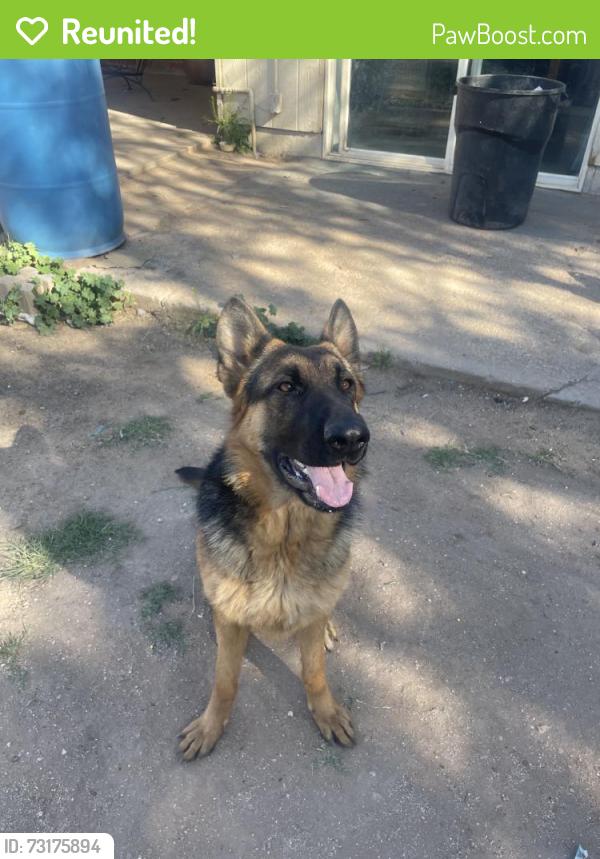 Reunited Female Dog last seen Flowing Wells, AZ, USA, Flowing Wells, AZ 85705