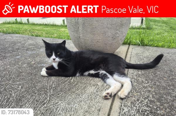 Lost Male Cat last seen Liking, Derby, stennis street, Pascoe Vale, VIC 3044