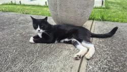 Lost Male Cat last seen Liking, Derby, stennis street, Pascoe Vale, VIC 3044