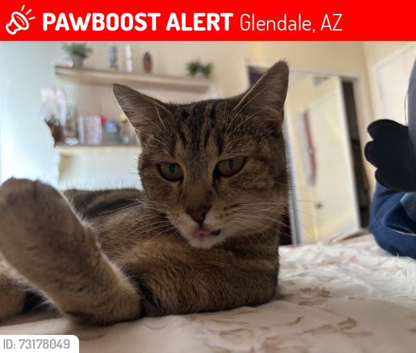Lost Female Cat last seen Northern and 107, Glendale, AZ 85307