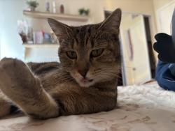 Lost Female Cat last seen Northern and 107, Glendale, AZ 85307