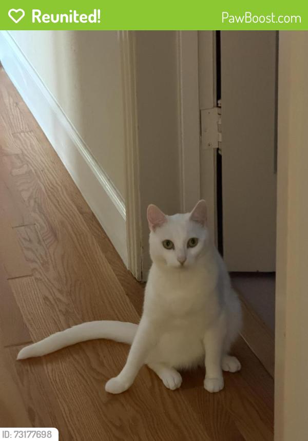 Reunited Male Cat last seen new St, San Jose, CA 95132