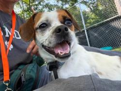 Shelter Stray Male Dog last seen Near Meridene Dr, 21239, MD, 2490 Giles Rd, Baltimore, MD 21225, USA