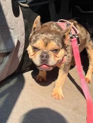 Shelter Stray Female Dog last seen Near N Hilton St, 21229, MD, 2490 Giles Rd, Baltimore, MD 21225, USA