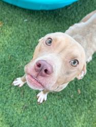 Shelter Stray Female Dog last seen Greenspring Ave & Oswego Ave, 21209, MD, 2490 Giles Rd, Baltimore, MD 21225, USA