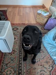 Reunited Male Dog last seen 106th Ave NW Coon Rapids MN, Coon Rapids, MN 55433