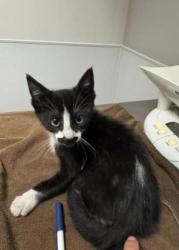 Shelter Stray Male Cat last seen 8717G St, oakland, Oakland, CA, 1101 29th Ave, Oakland, CA 94601, USA
