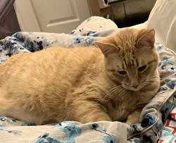 Reunited Male Cat last seen Broadway and Nassau, Englewood, CO 80113
