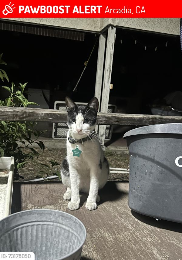Lost Male Cat last seen On my yard, Arcadia, CA 91006