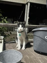 Lost Male Cat last seen On my yard, Arcadia, CA 91006