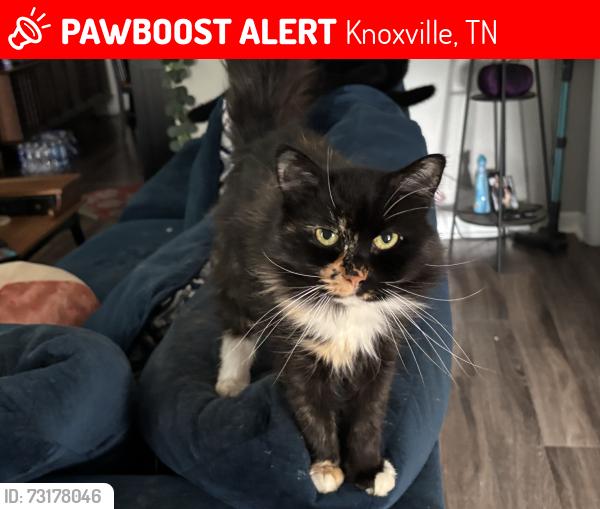 Lost Female Cat last seen Eagle Pointe apmt Homes, Knoxville, TN 37931
