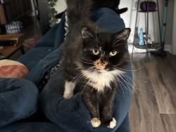 Lost Female Cat last seen Eagle Pointe apmt Homes, Knoxville, TN 37931