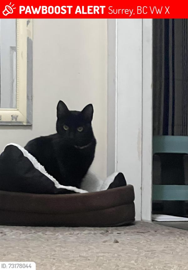 Lost Female Cat last seen Near and 64 ave, Surrey, BC V3W 1X5