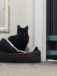 Lost Female Cat last seen Near and 64 ave, Surrey, BC V3W 1X5