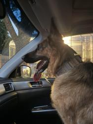 Found/Stray Female Dog last seen South Perry Street and E Ninth Ave, Spokane, WA 99203