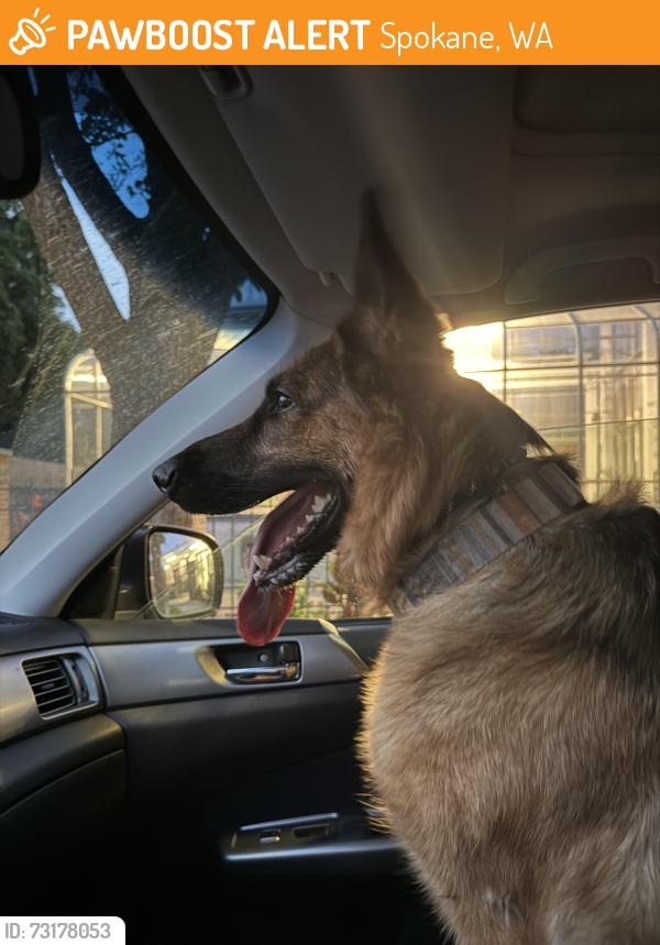 Found/Stray Female Dog last seen South Perry Street and E Ninth Ave, Spokane, WA 99203