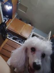 Reunited Female Dog last seen 6th and longspeak, Brighton, CO 80601