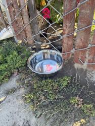 Found/Stray Unknown Cat last seen Floyd st, San Jose, CA 95110