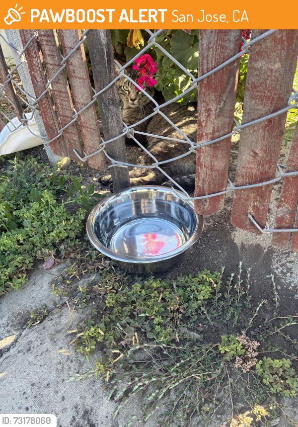 Found/Stray Unknown Cat last seen Floyd st, San Jose, CA 95110