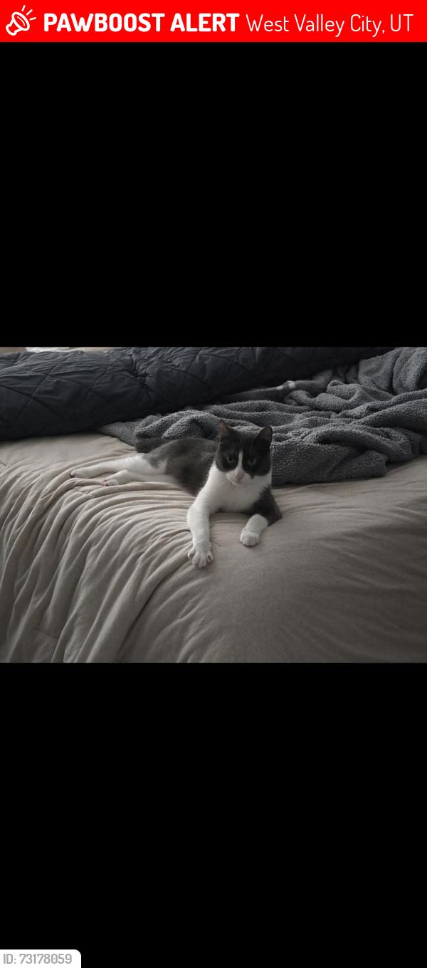 Lost Female Cat last seen Jackling elementary school, West Valley City, UT 84120